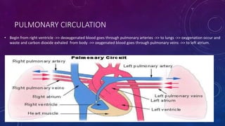 PULMONARY CIRCULATION
• Begin from right ventricle ->> deoxygenated blood goes through pulmonary arteries ->> to lungs ->> oxygenation occur and
waste and carbon dioxide exhaled from body ->> oxygenated blood goes through pulmonary veins ->> to left atrium.
 