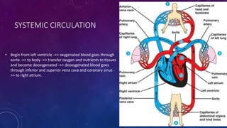 SYSTEMIC CIRCULATION
• Begin from left ventricle ->> oxygenated blood goes through
aorta ->> to body ->> transfer oxygen and nutrients to tissues
and become deoxygenated ->> deoxygenated blood goes
through inferior and superior vena cava and coronary sinus -
>> to right atrium.
 