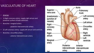 VASCULATURE OF HEART
• Arteries:
• 1) Right coronary artery- supply right atrium and
posterior surface of both ventricles.
• Branches- marginal artery
- posterior interventricular artery
• 2) Left coronary artery- supply left atrium and ventricle.
• Branches- circumflex artery
- anterior interventricular artery
 