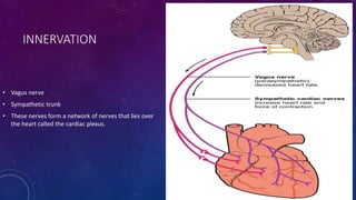 INNERVATION
• Vagus nerve
• Sympathetic trunk
• These nerves form a network of nerves that lies over
the heart called the cardiac plexus.
 