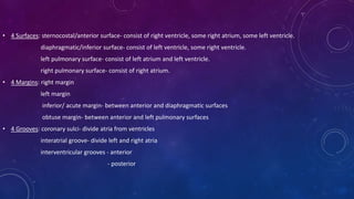 • 4 Surfaces: sternocostal/anterior surface- consist of right ventricle, some right atrium, some left ventricle.
diaphragmatic/inferior surface- consist of left ventricle, some right ventricle.
left pulmonary surface- consist of left atrium and left ventricle.
right pulmonary surface- consist of right atrium.
• 4 Margins: right margin
left margin
inferior/ acute margin- between anterior and diaphragmatic surfaces
obtuse margin- between anterior and left pulmonary surfaces
• 4 Grooves: coronary sulci- divide atria from ventricles
interatrial groove- divide left and right atria
interventricular grooves - anterior
- posterior
 