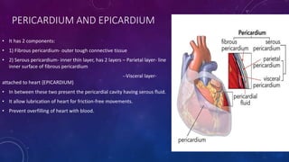 PERICARDIUM AND EPICARDIUM
• It has 2 components:
• 1) Fibrous pericardium- outer tough connective tissue
• 2) Serous pericardium- inner thin layer, has 2 layers – Parietal layer- line
inner surface of fibrous pericardium
--Visceral layer-
attached to heart {EPICARDIUM}
• In between these two present the pericardial cavity having serous fluid.
• It allow lubrication of heart for friction-free movements.
• Prevent overfilling of heart with blood.
 