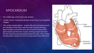 MYOCARDIUM
• The middle layer of the heart wall, thickest
• Cardiac muscle- involuntary striated muscle tissue surrounded by
collagen.
• The cardiac muscle pattern- muscle cells swirl and spiral around
the chambers of the heart, with the outer muscles forming a
figure 8 pattern around the atria and around the bases of the
great vessels and the inner muscles, forming a figure 8 around
the two ventricles and proceeding toward the apex. This complex
swirling pattern allows the heart to pump blood more effectively
 