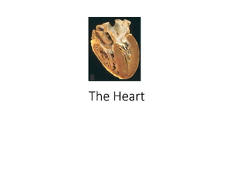 The Heart
 