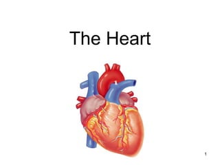 1
The Heart
 