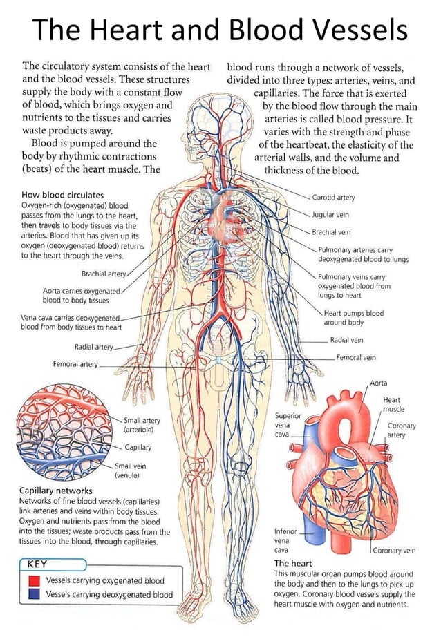 The heart and blood vessels | PDF