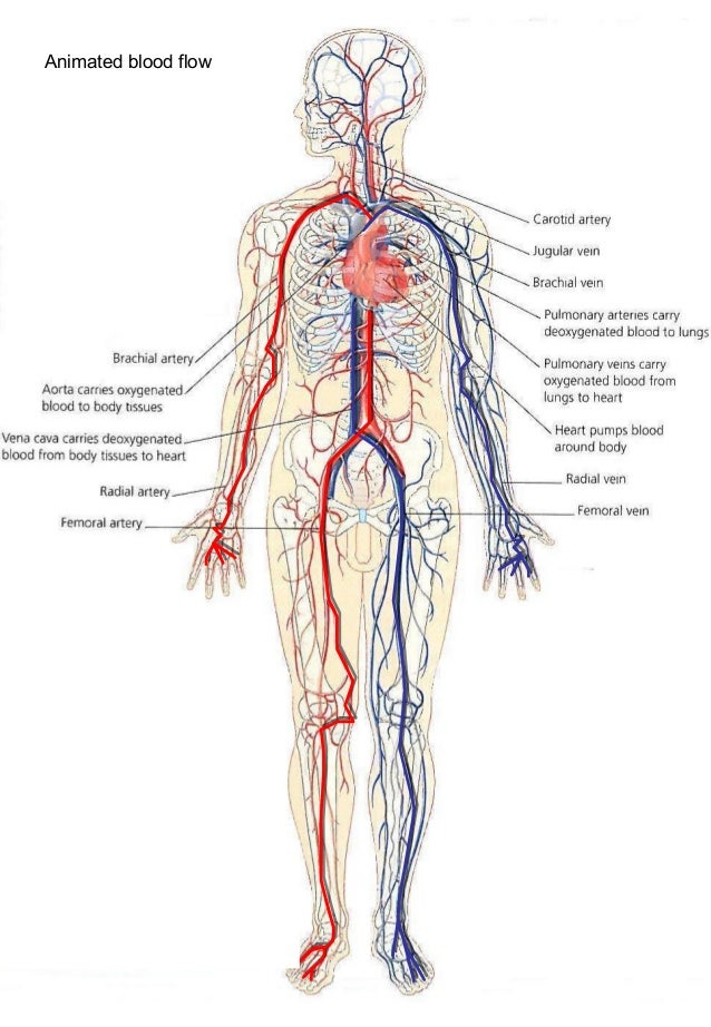 The Heart And Blood Vessels