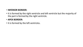 • INFERIOR BORDER:
• It is formed by the right ventricle and left ventricle but the majority of
the part is formed by the ...