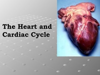 The Heart and Cardiac Cycle 