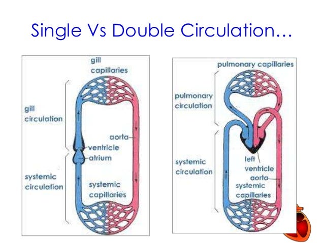 The Heart And Cardiac Cycle the-heart-and-cardiac-cycle