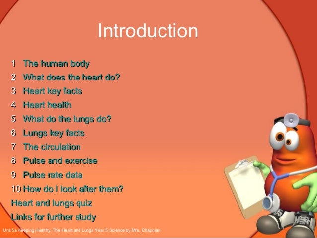 The heart and lungs