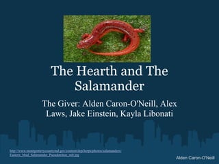 The Hearth and The Salamander The Giver: Alden Caron-O'Neill, Alex Laws, Jake Einstein, Kayla Libonati http://www.montgomerycountymd.gov/content/dep/herps/photos/salamanders/Eastern_Mud_Salamander_Pseudotriton_mlr.jpg Alden Caron-O'Neill 