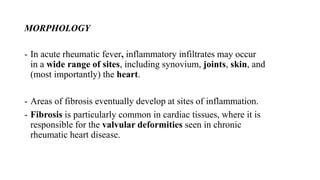 MORPHOLOGY
- In acute rheumatic fever, inflammatory infiltrates may occur
in a wide range of sites, including synovium, joints, skin, and
(most importantly) the heart.
- Areas of fibrosis eventually develop at sites of inflammation.
- Fibrosis is particularly common in cardiac tissues, where it is
responsible for the valvular deformities seen in chronic
rheumatic heart disease.
 