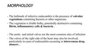 MORPHOLOGY
- The hallmark of infective endocarditis is the presence of valvular
vegetations containing bacteria or other organisms.
- The vegetation is friable bulky, potentially destructive containing
fibrin, inflammatory cells & bacteria .
- The aortic and mitral valves are the most common sites of infection
- The valves of the right side of the heart may also be involved,
particularly in cases of endocarditis occurring in intravenous drug
abusers .
 