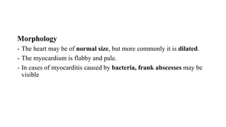 Morphology
- The heart may be of normal size, but more commonly it is dilated.
- The myocardium is flabby and pale.
- In cases of myocarditis caused by bacteria, frank abscesses may be
visible
 