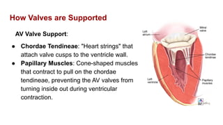 The Cardiovascular System: The Heart Anatomy and Physiology | PDF