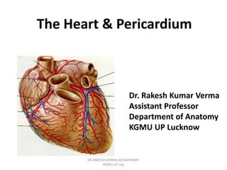 The Heart & Pericardium
Dr. Rakesh Kumar Verma
Assistant Professor
Department of Anatomy
KGMU UP Lucknow
DR.RAKESH VERMA,AP,ANATOMY.
KGMU,UP Lko
 