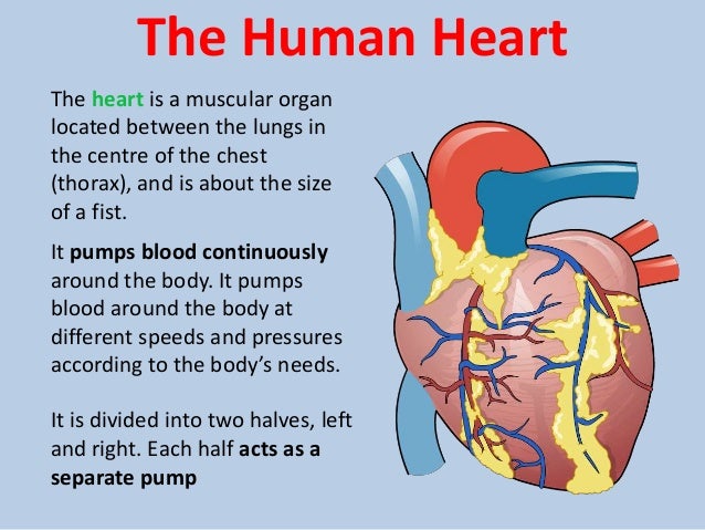 an analysis of circulatory system cardiac location and structures in human body Phase contrast magnetic resonance imaging is the flow phenomena in the human circulatory system are a framework to measure flow within the cardiac structures. an analysis of circulatory system cardiac location and structures in human body Phase contrast magnetic resonance imaging is the flow phenomena in the human circulatory system are a framework to measure flow within the cardiac structures.