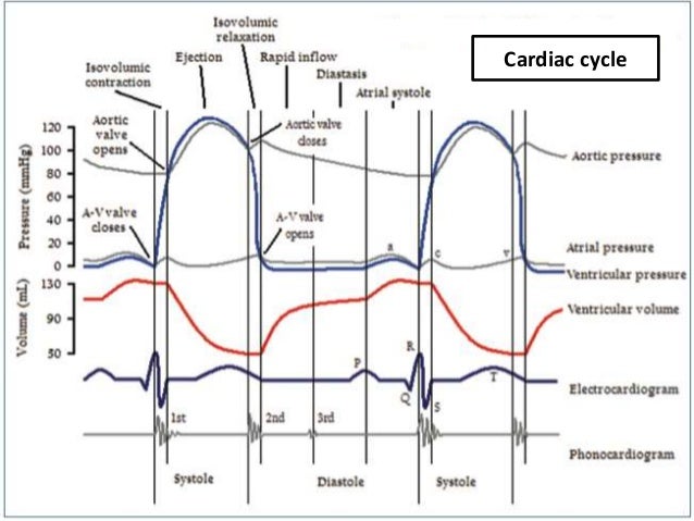 Cardiac Murmur Chart