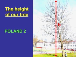 The height 
of our tree 
POLAND 2 
h 
 