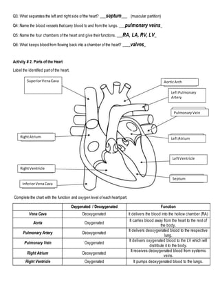 Circulatory and Respiratory System Activity | PDF