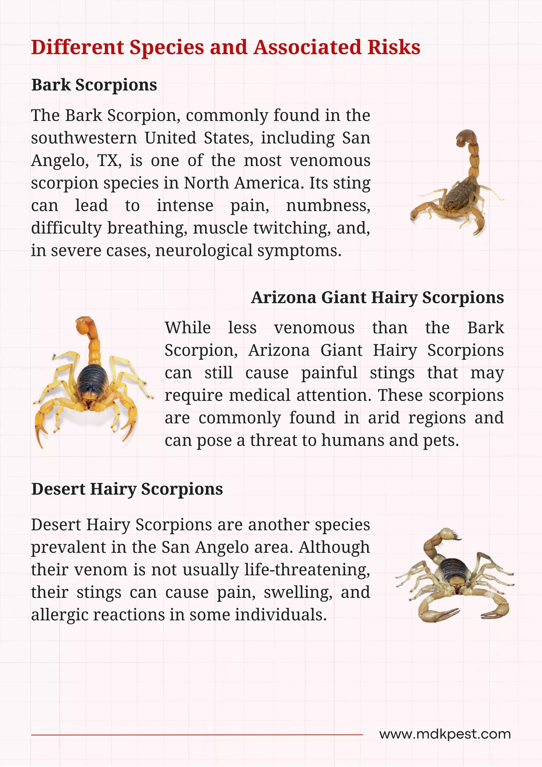 Discover The Hidden Name For A Group Of Scorpions! - e0nvbzn