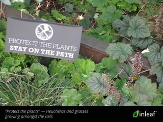 “Protect the plants” — Heucheras and grasses
growing amongst the rails
 
