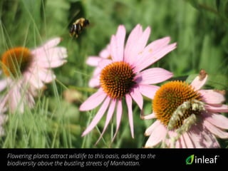 Flowering plants attract wildlife to this oasis, adding to the
biodiversity above the bustling streets of Manhattan.
 
