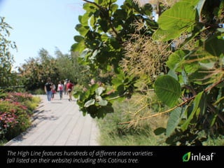 The High Line features hundreds of different plant varieties
(all listed on their website) including this Cotinus tree.
 
