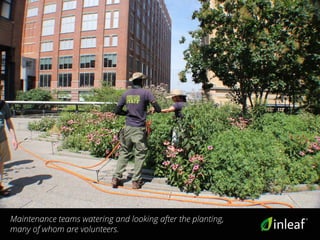 Maintenance teams watering and looking after the planting,
many of whom are volunteers.
 