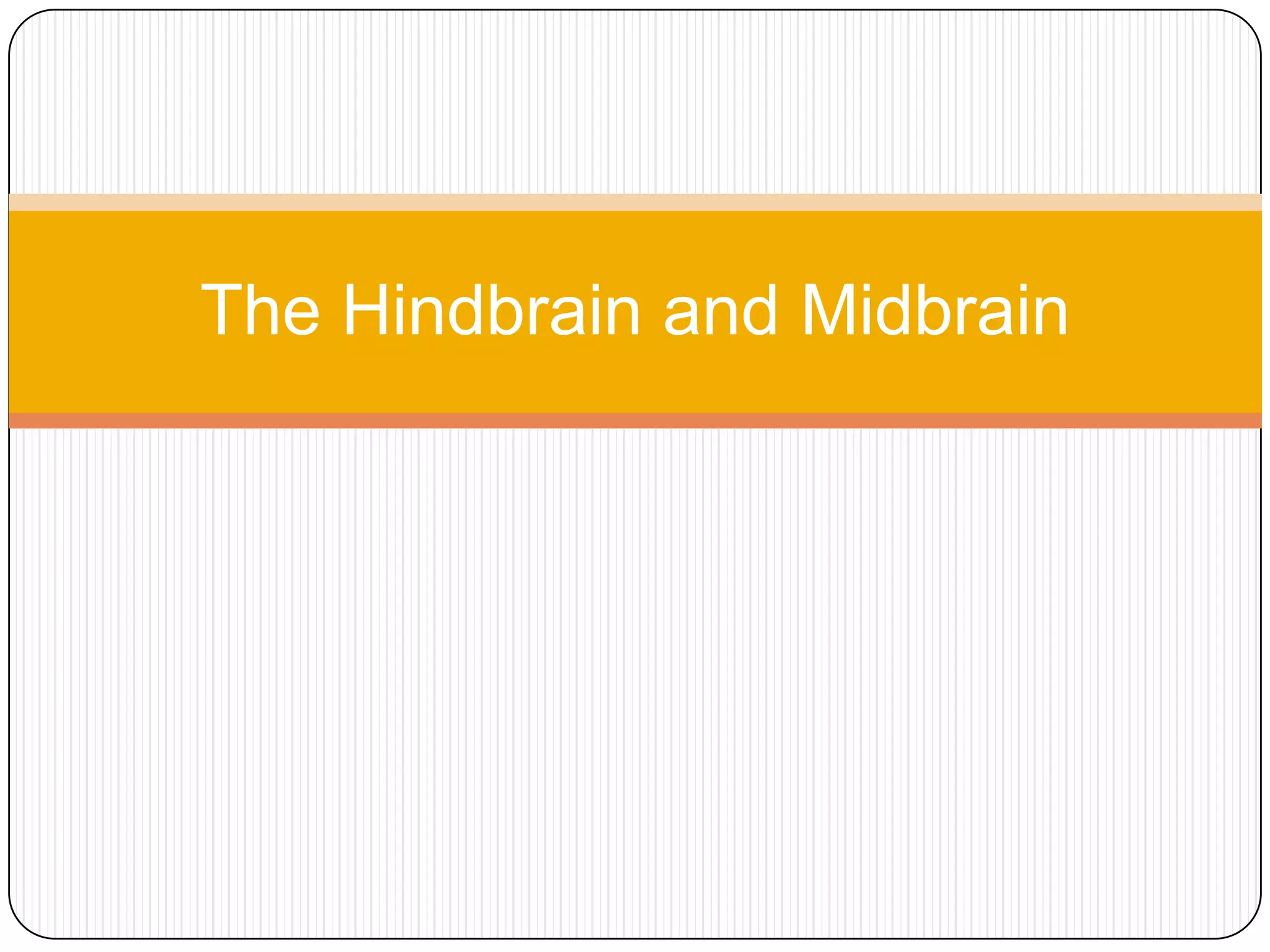 The Hindbrain And Midbrain