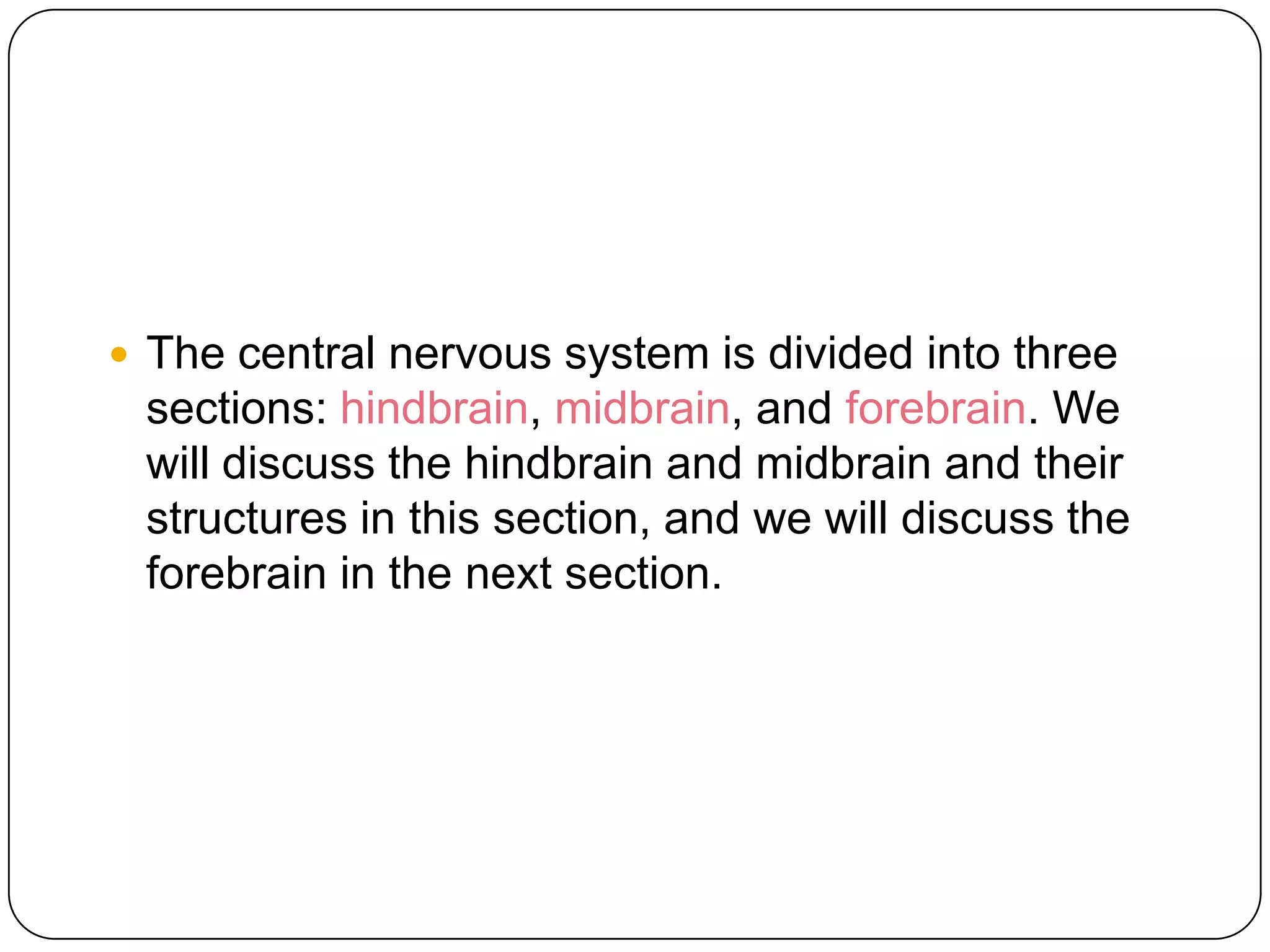 The Hindbrain And Midbrain