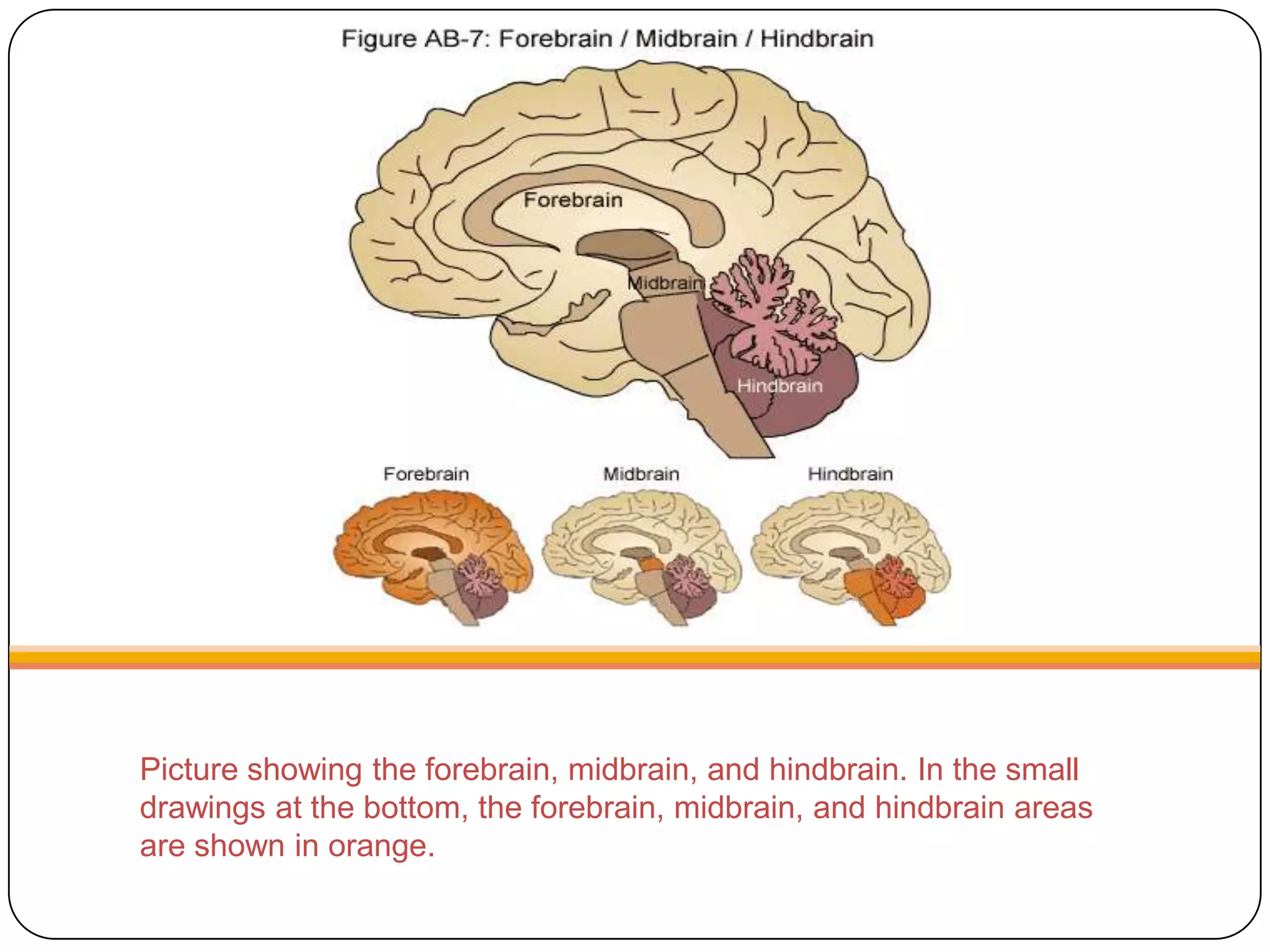 The Hindbrain And Midbrain