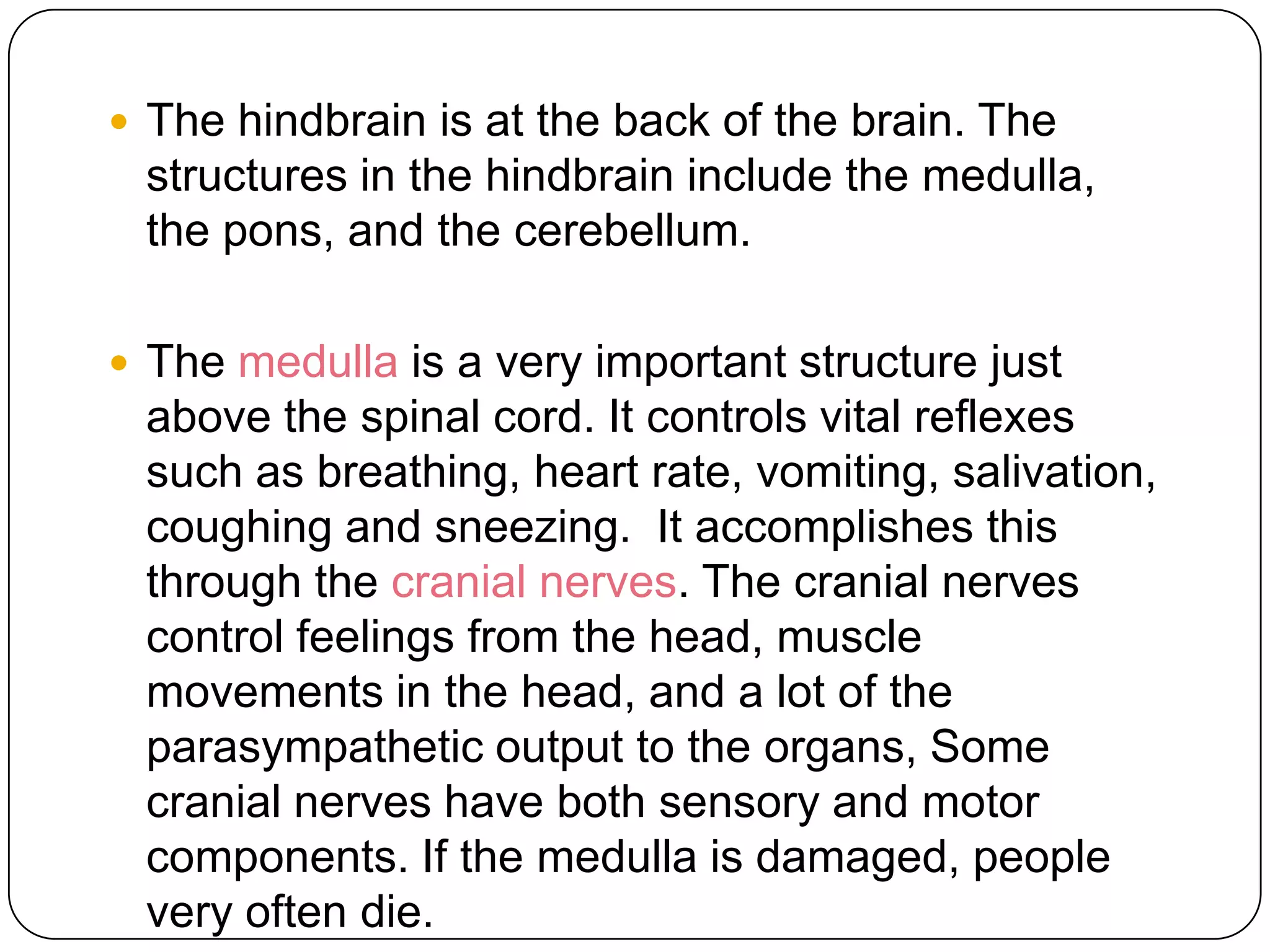 The Hindbrain And Midbrain