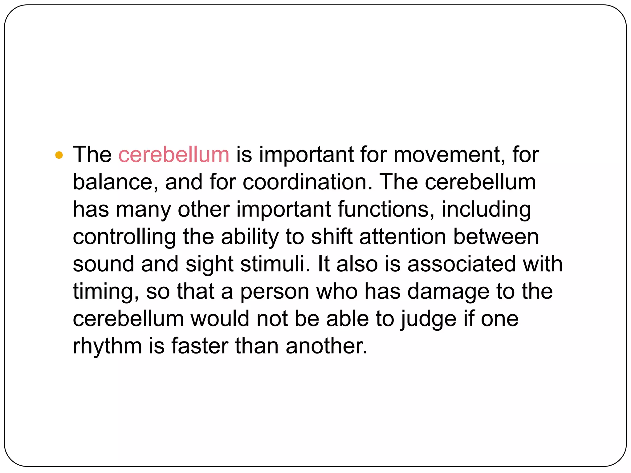 The Hindbrain And Midbrain