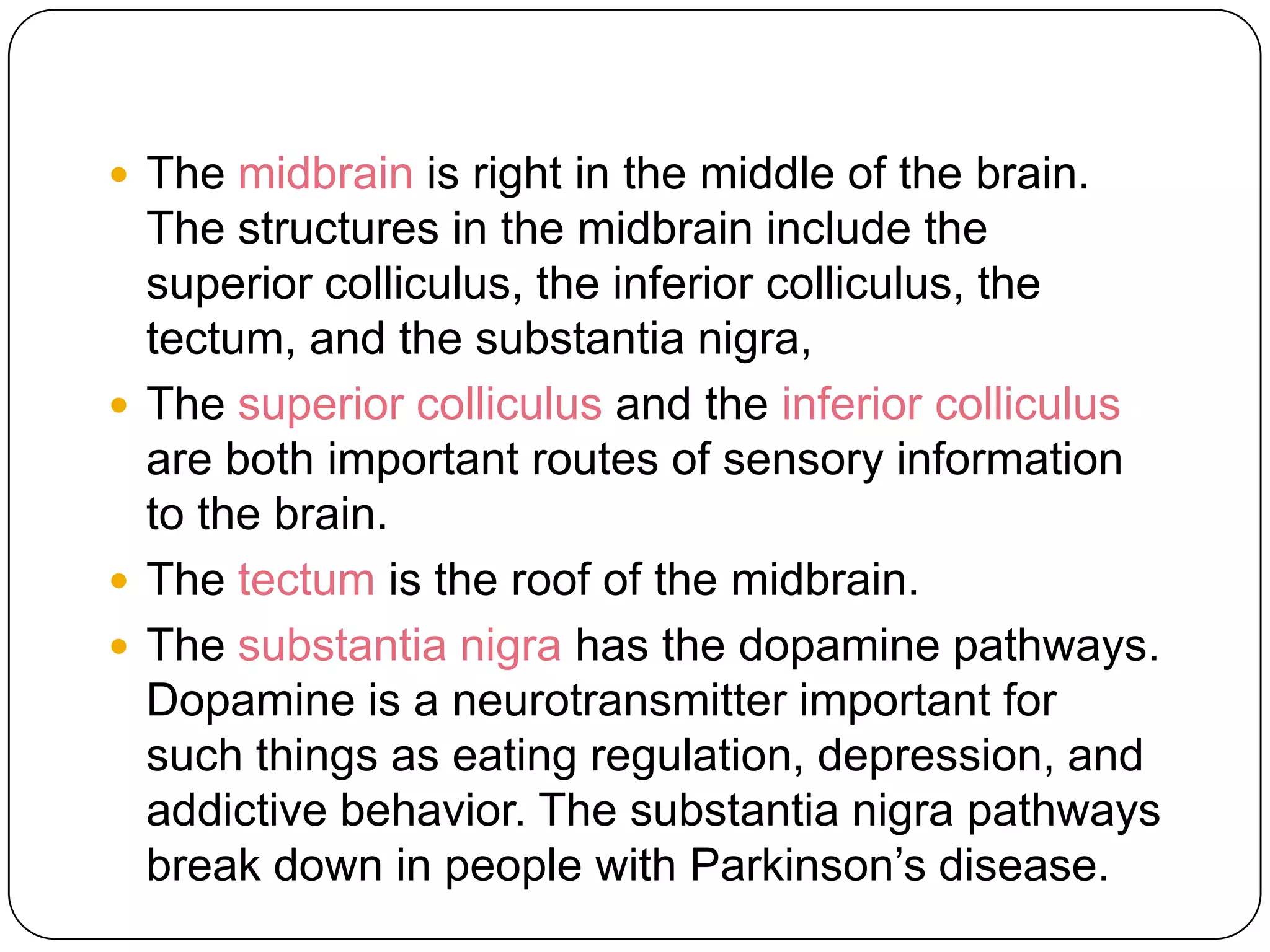 The Hindbrain And Midbrain