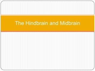The Hindbrain and Midbrain
 