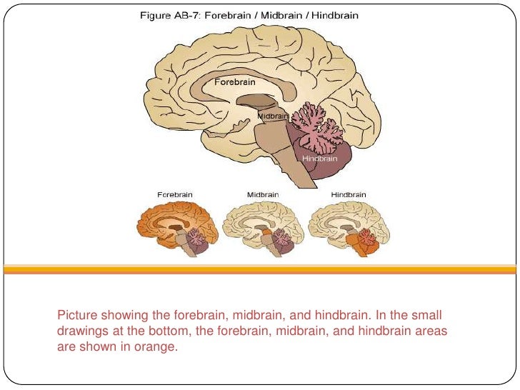 hindbrain