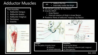 The Pelvis and Hip: Function and Anatomy | PPTX
