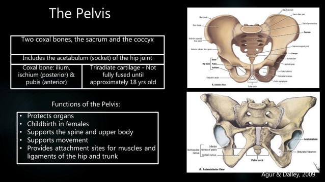 Hip Function The Pelvis and Hip: Function and Anatomy | PPTX | Death, Injury, or ...