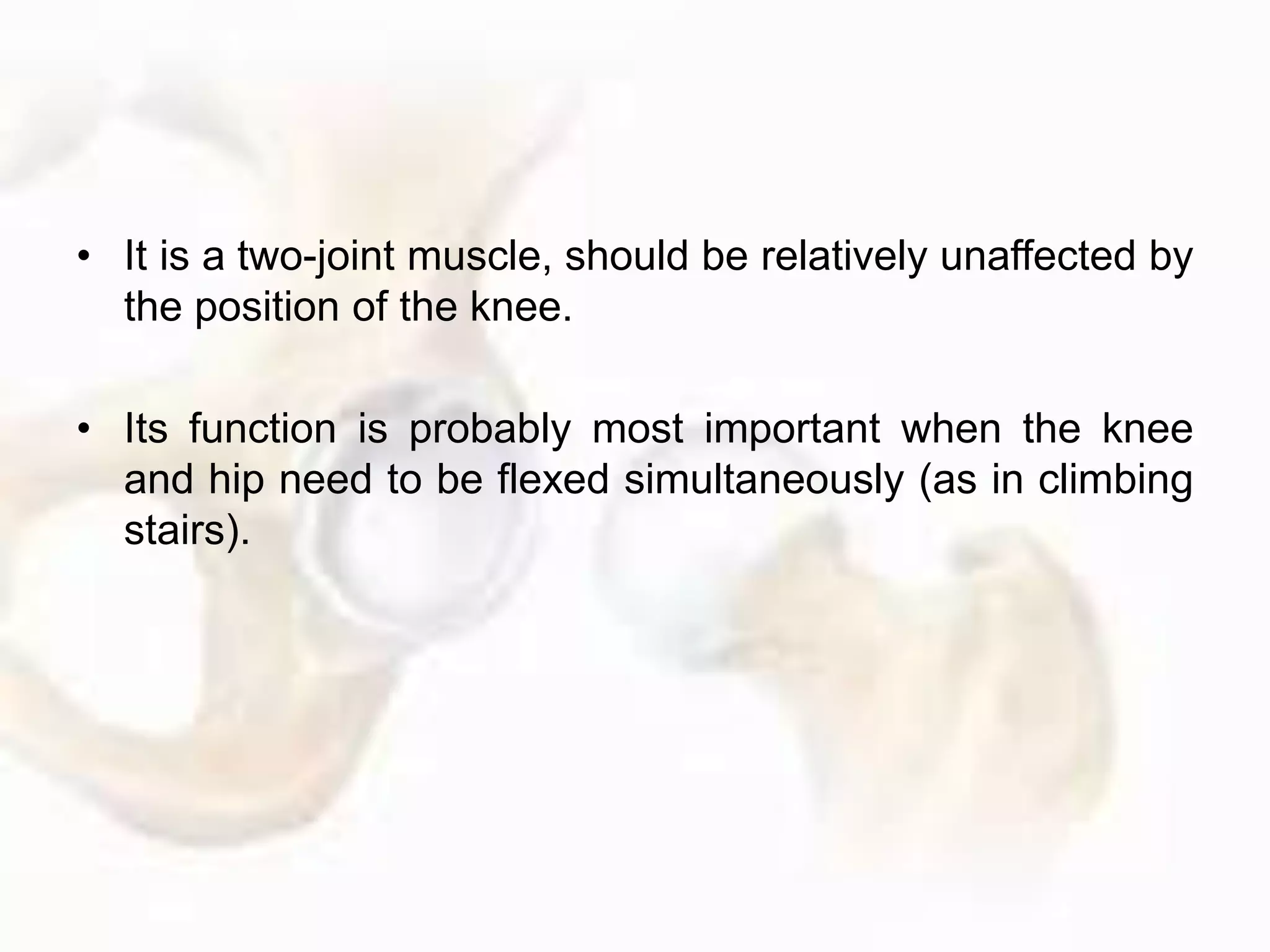 • It is a two-joint muscle, should be relatively unaffected by
the position of the knee.
• Its function is probably most important when the knee
and hip need to be flexed simultaneously (as in climbing
stairs).
 