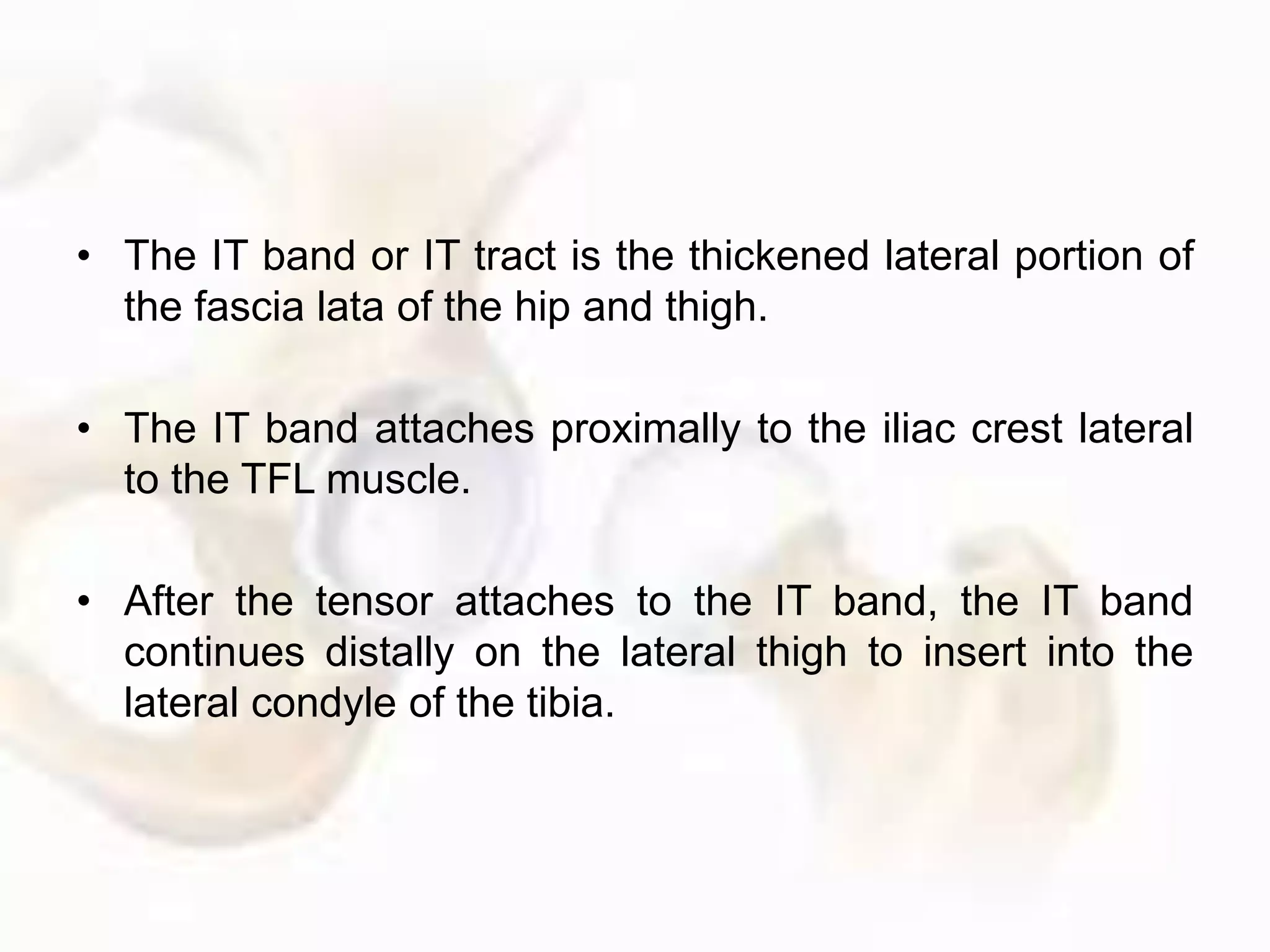 • The IT band or IT tract is the thickened lateral portion of
the fascia lata of the hip and thigh.
• The IT band attaches proximally to the iliac crest lateral
to the TFL muscle.
• After the tensor attaches to the IT band, the IT band
continues distally on the lateral thigh to insert into the
lateral condyle of the tibia.
 