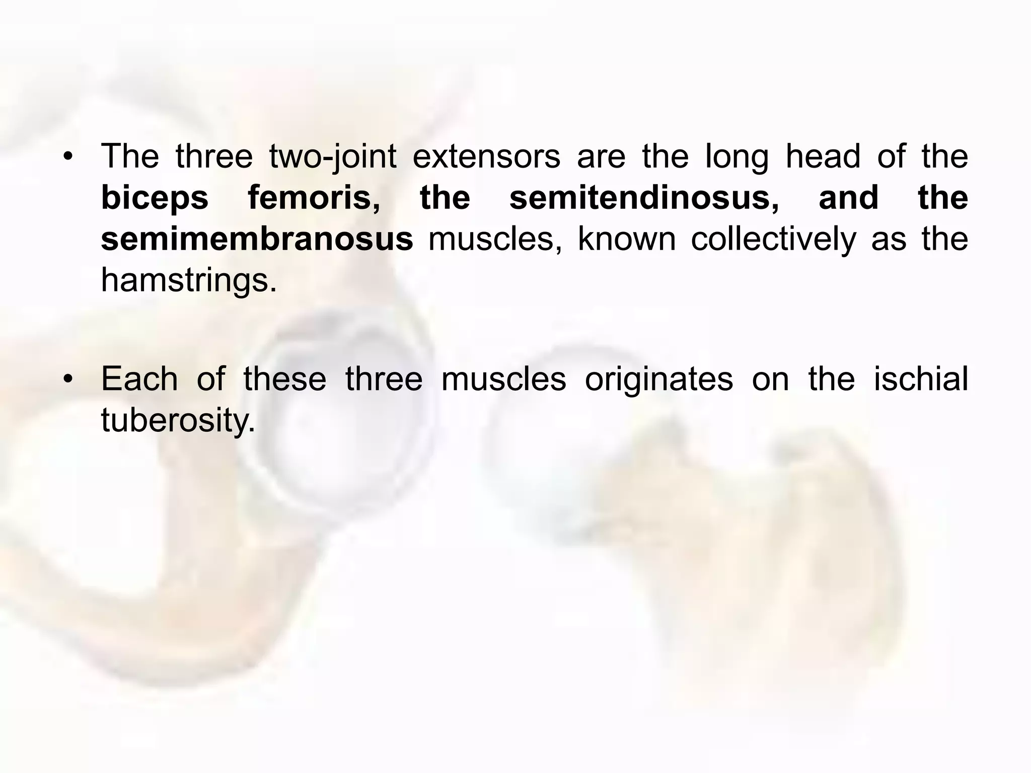• The three two-joint extensors are the long head of the
biceps femoris, the semitendinosus, and the
semimembranosus muscles, known collectively as the
hamstrings.
• Each of these three muscles originates on the ischial
tuberosity.
 