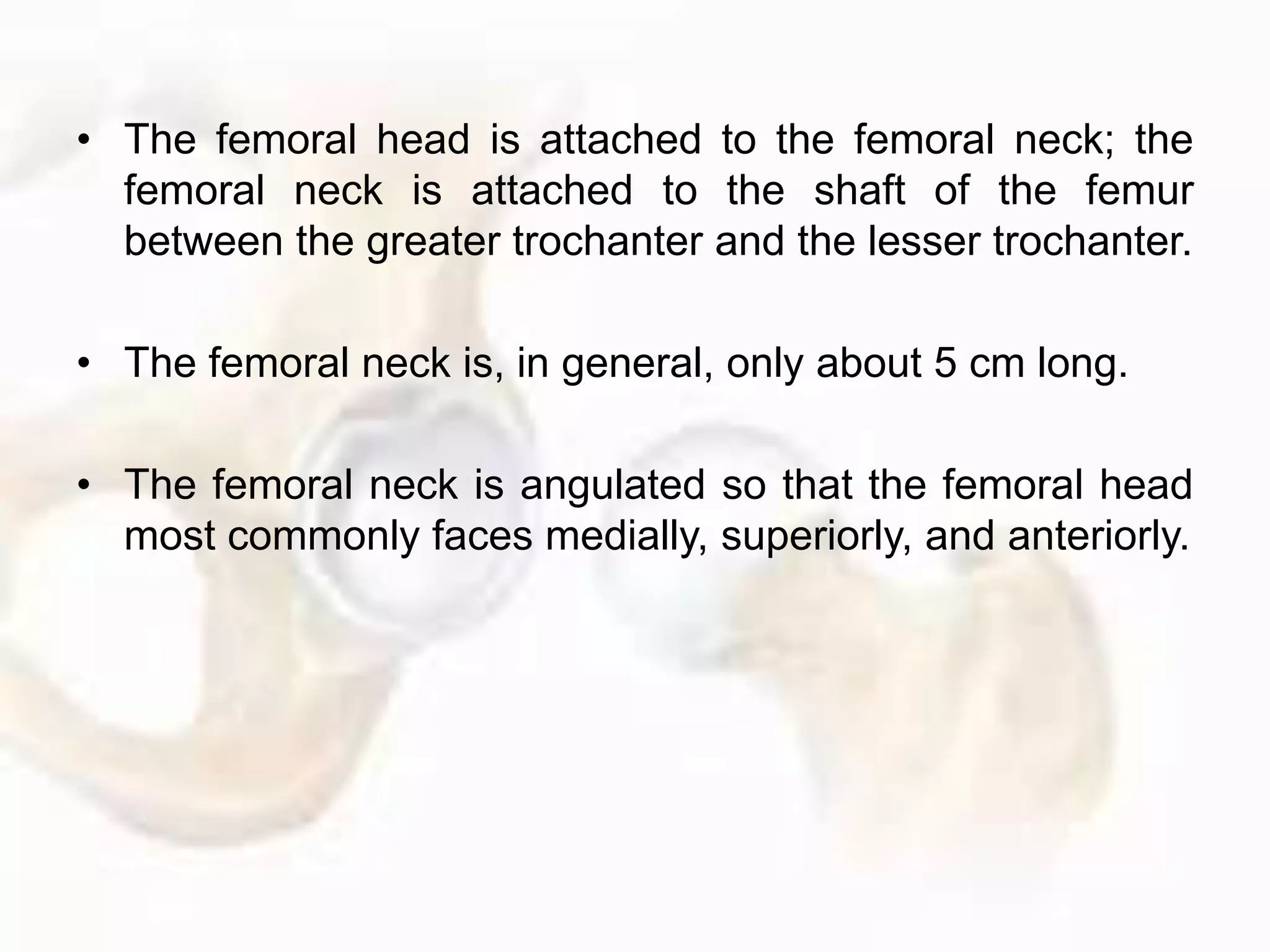 • The femoral head is attached to the femoral neck; the
femoral neck is attached to the shaft of the femur
between the greater trochanter and the lesser trochanter.
• The femoral neck is, in general, only about 5 cm long.
• The femoral neck is angulated so that the femoral head
most commonly faces medially, superiorly, and anteriorly.
 