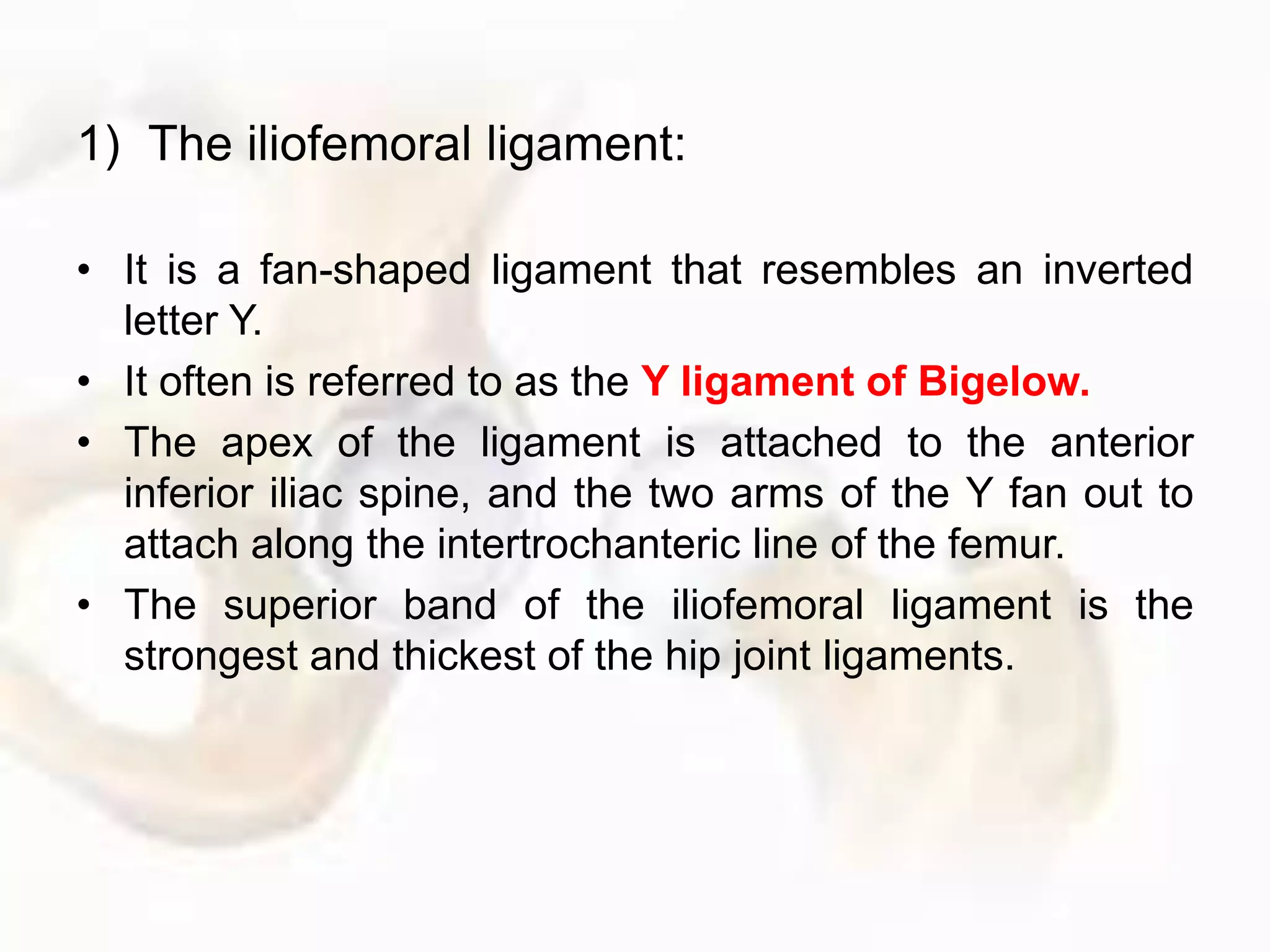 1) The iliofemoral ligament:
• It is a fan-shaped ligament that resembles an inverted
letter Y.
• It often is referred to as the Y ligament of Bigelow.
• The apex of the ligament is attached to the anterior
inferior iliac spine, and the two arms of the Y fan out to
attach along the intertrochanteric line of the femur.
• The superior band of the iliofemoral ligament is the
strongest and thickest of the hip joint ligaments.
 
