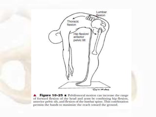• The gluteus minimus muscle lies deep to the gluteus
medius, arising from the outer surface of the ilium with its
fibers ...