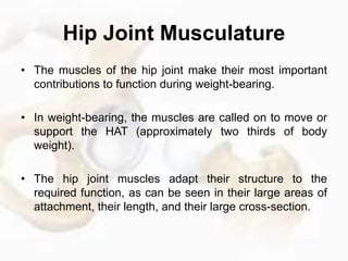 • In the frontal plane during bilateral stance, the body
weight is transmitted through the sacroiliac joints and
pelvis to...
