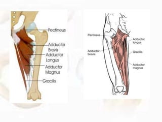 • The compensatory lateral lean of the trunk toward the
painful stance limb will swing the LoG closer to the hip
joint, th...