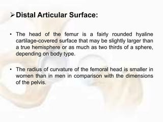• Angle of Torsion of the Femur:
• An axis through the femoral head and neck in the
transverse plane will lie at an angle ...