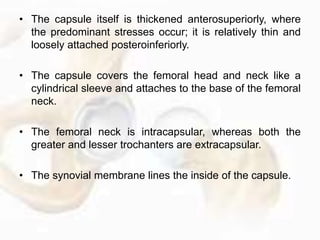 • These forces create
a bending moment
(or set of shear
forces) across the
femoral neck.
 